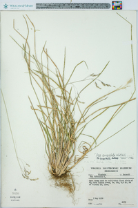 Poa cuspidata image