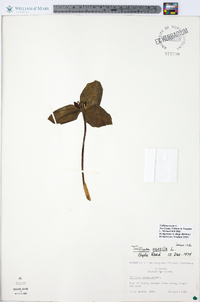 Trillium sessile image