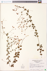 Lespedeza repens image