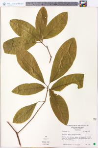 Quercus imbricaria image