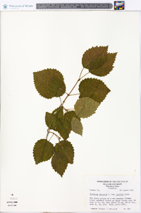 Viburnum dentatum var. lucidum image