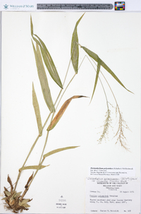 Dichanthelium polyanthes image