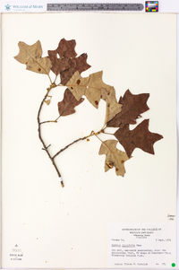 Quercus ilicifolia image