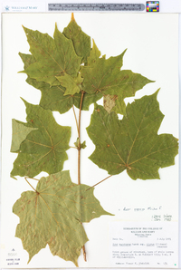 Acer nigrum image