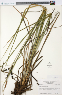 Carex joorii image