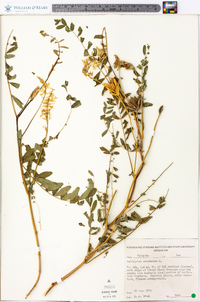 Astragalus canadensis image