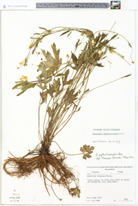 Ranunculus septentrionalis image