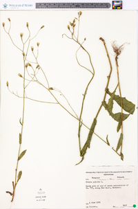 Crepis pulchra image