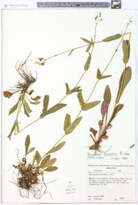 Penstemon canescens image