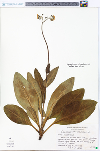 Cynoglossum virginianum image