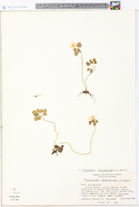 Thalictrum thalictroides image