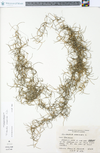 Tillandsia usneoides image