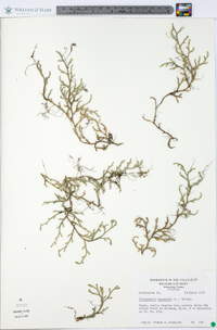 Selaginella rupestris image