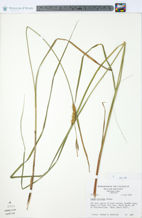 Carex rostrata image