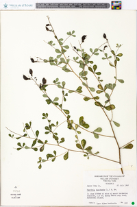 Baptisia tinctoria image