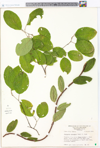 Berchemia scandens image