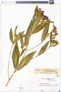 Asclepias incarnata subsp. pulchra image