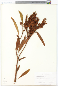 Rumex verticillatus image