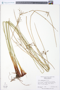 Juncus gymnocarpus image