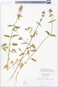 Stachys floridana image