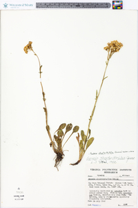 Packera streptanthifolia image