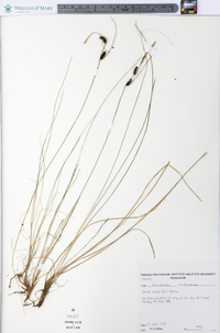 Carex nigra image