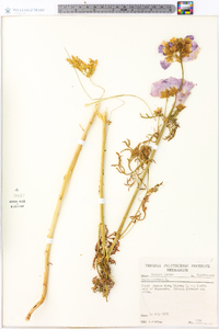 Malva moschata image