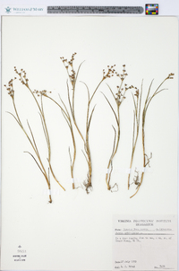 Juncus articulatus image