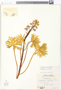 Delphinium tricorne image