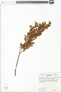 Chamaedaphne calyculata image