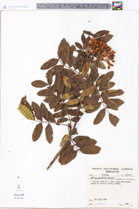 Sorbus scopulina image