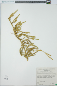 Lycopodium clavatum var. megastachyon image