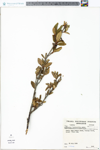 Shepherdia canadensis image