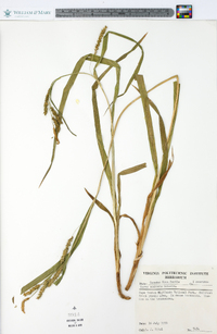 Carex scabrata image