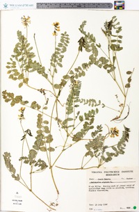 Astragalus alpinus image