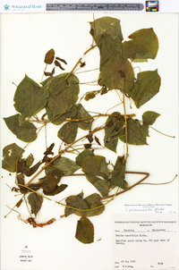 Smilax pulverulenta image