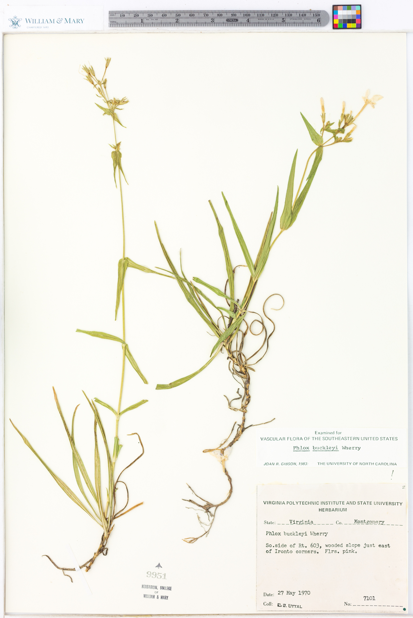 Phlox buckleyi image