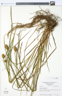 Carex squarrosa image