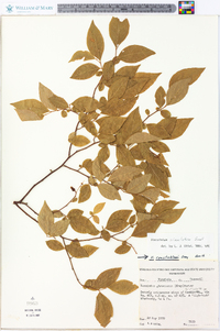 Vaccinium simulatum image