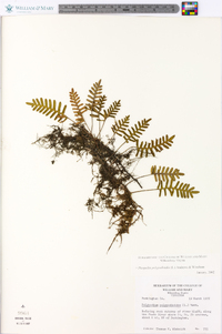 Pleopeltis polypodioides image