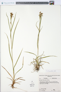 Scirpus pendulus image