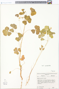 Oxalis grandis image