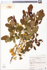 Robinia hispida image