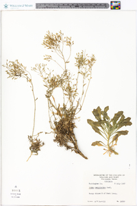 Draba ramosissima image