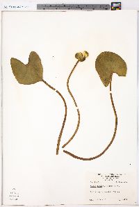 Nuphar lutea image