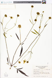 Bidens trichosperma image