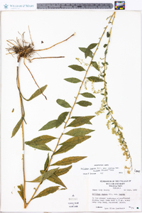 Solidago rugosa var. rugosa image