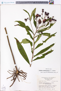 Vernonia noveboracensis image