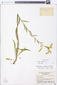 Solidago pinetorum image