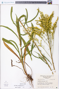 Solidago pinetorum image